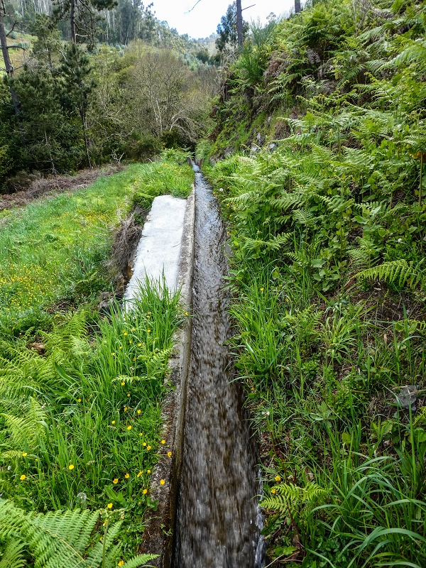 9 May 2019 Walk along the varied Levada Velha das Canhas — Through the wood and over meadows to the first stream crossing — photo 15