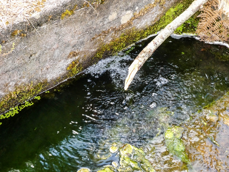 9 May 2019 Walk along the varied Levada Velha das Canhas — Through the wood and over meadows to the first stream crossing — photo 19