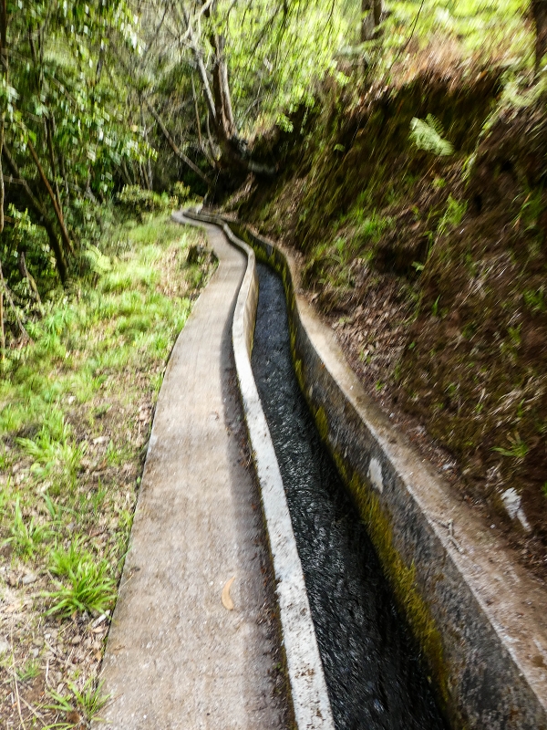 9 May 2019 Walk along the varied Levada Velha das Canhas — Through the wood and over meadows to the first stream crossing — photo 20