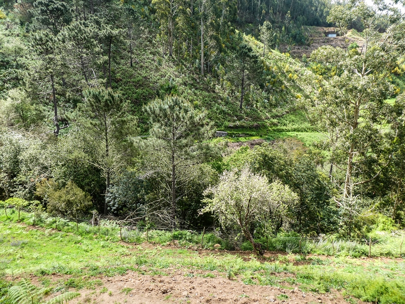 9 May 2019 Walk along the varied Levada Velha das Canhas — Across the farm to the second stream crossing — photo 6