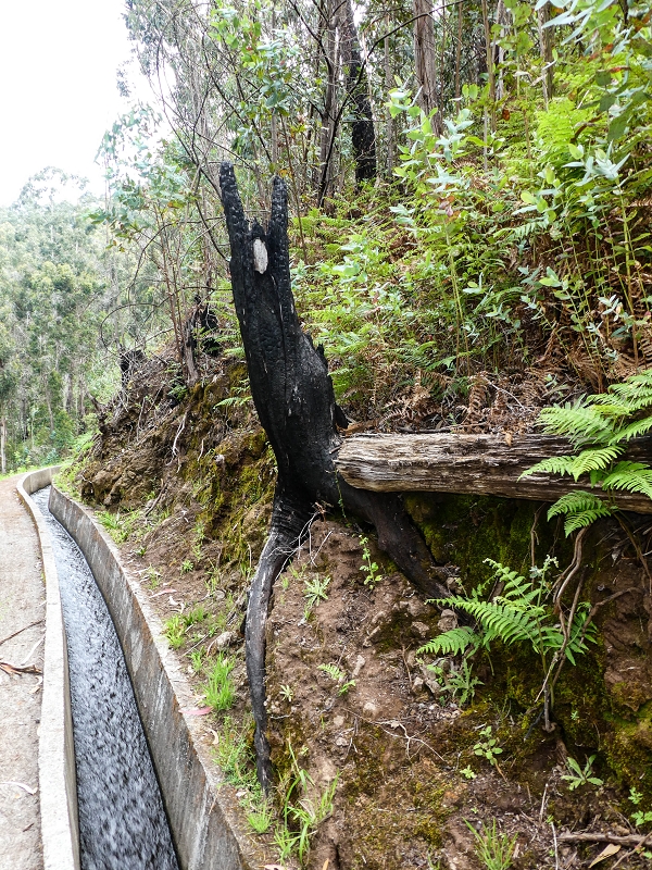 9 May 2019 Walk along the varied Levada Velha das Canhas — Across the farm to the second stream crossing — photo 12