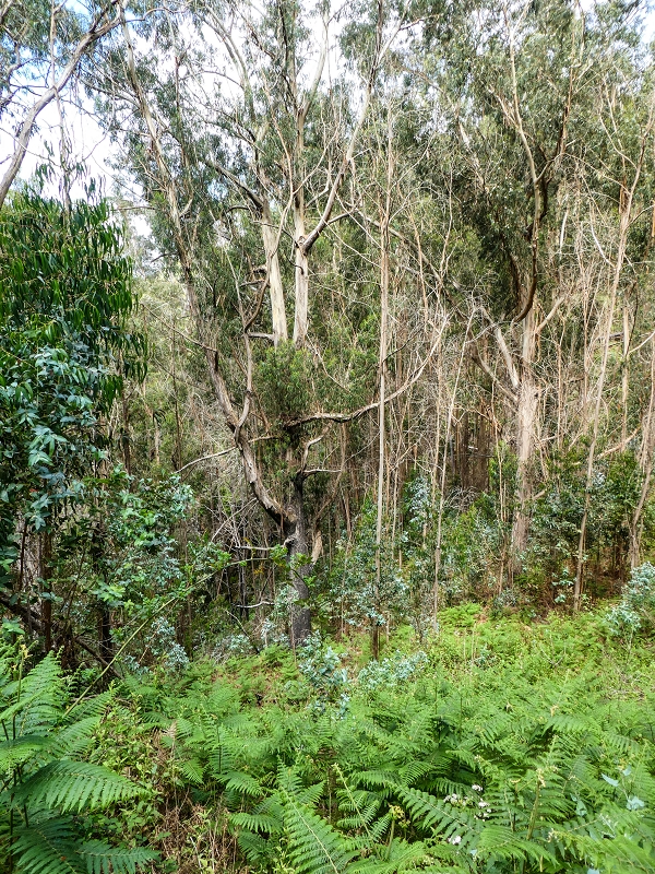 9 May 2019 Walk along the varied Levada Velha das Canhas — Across the farm to the second stream crossing — photo 16