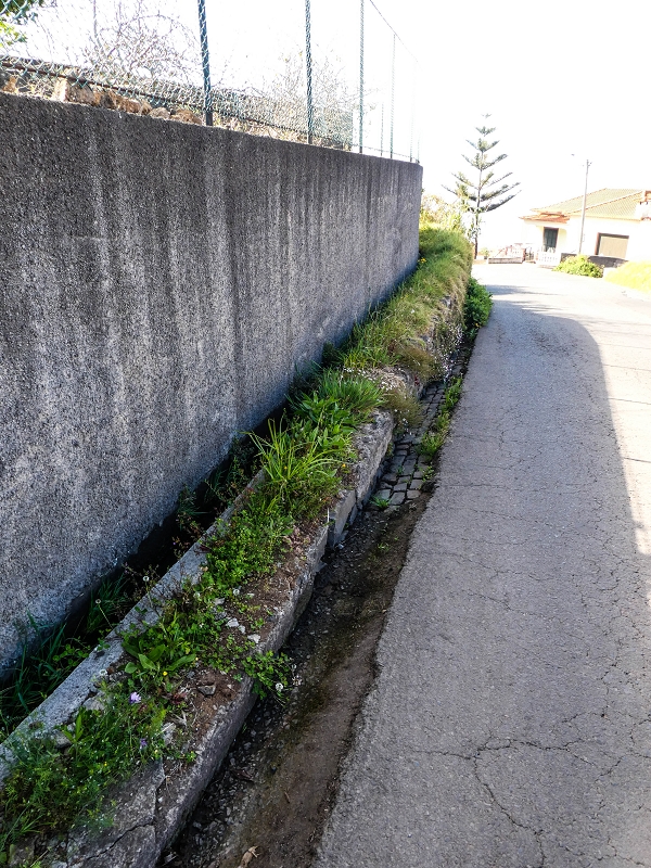 9 May 2019 Walk along the varied Levada Velha das Canhas — On the final stretch of the Levada Velha das Canhas and on the Nova to the road junction — photo 6
