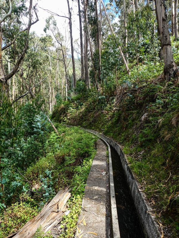 9 May 2019 Walk along the varied Levada Velha das Canhas — To the Madre in the Ribeira do Caldeirao — photo 6