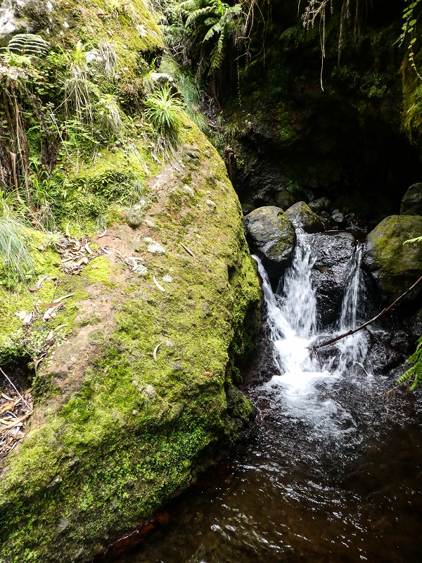 9 May 2019 Walk along the varied Levada Velha das Canhas — Madre in the Ribeira do Caldeirao — photo 7