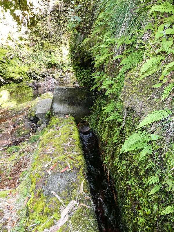 9 May 2019 Walk along the varied Levada Velha das Canhas — Madre in the Ribeira do Caldeirao — photo 9