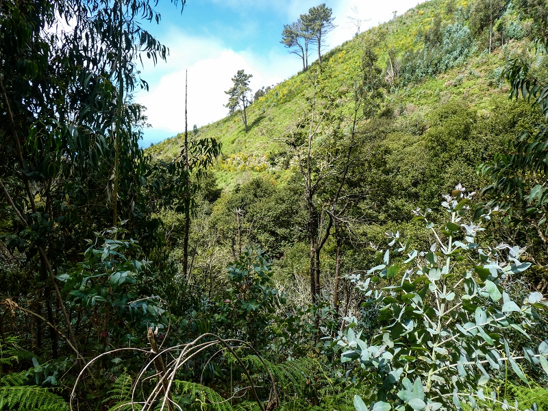 9 May 2019 Walk along the varied Levada Velha das Canhas — Back the same way — photo 2