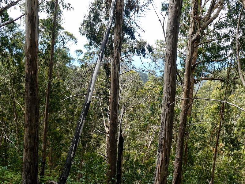 9 May 2019 Walk along the varied Levada Velha das Canhas — Back the same way — photo 4