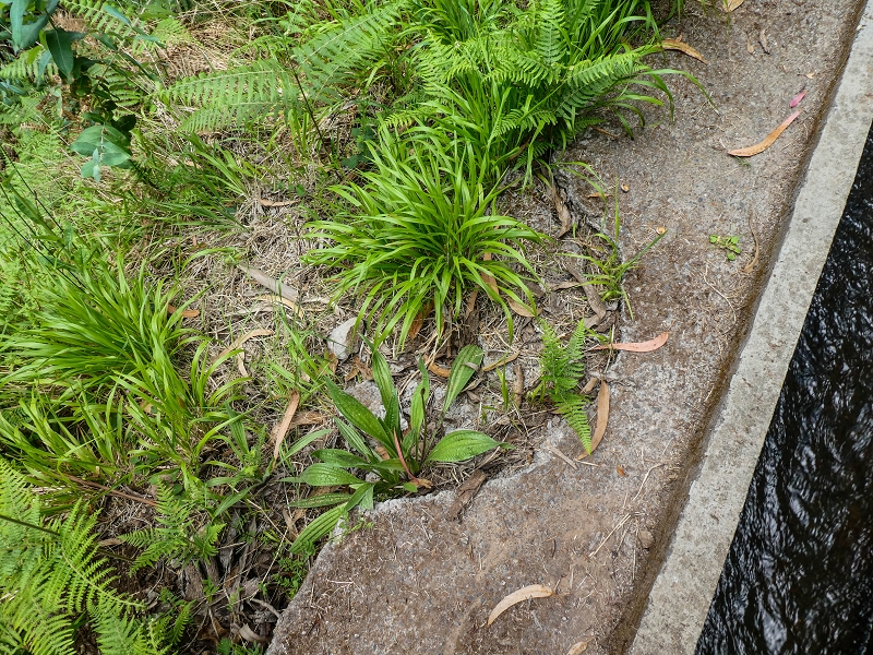 9 May 2019 Walk along the varied Levada Velha das Canhas — Back the same way — photo 5