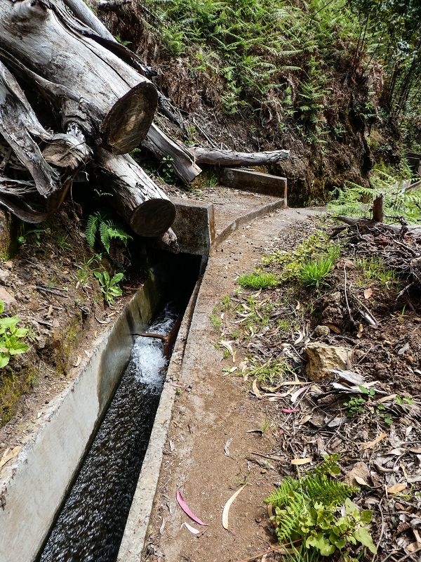 9 May 2019 Walk along the varied Levada Velha das Canhas — Back the same way — photo 6