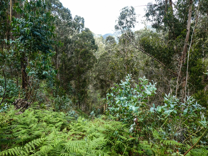 9 May 2019 Walk along the varied Levada Velha das Canhas — Back the same way — photo 10