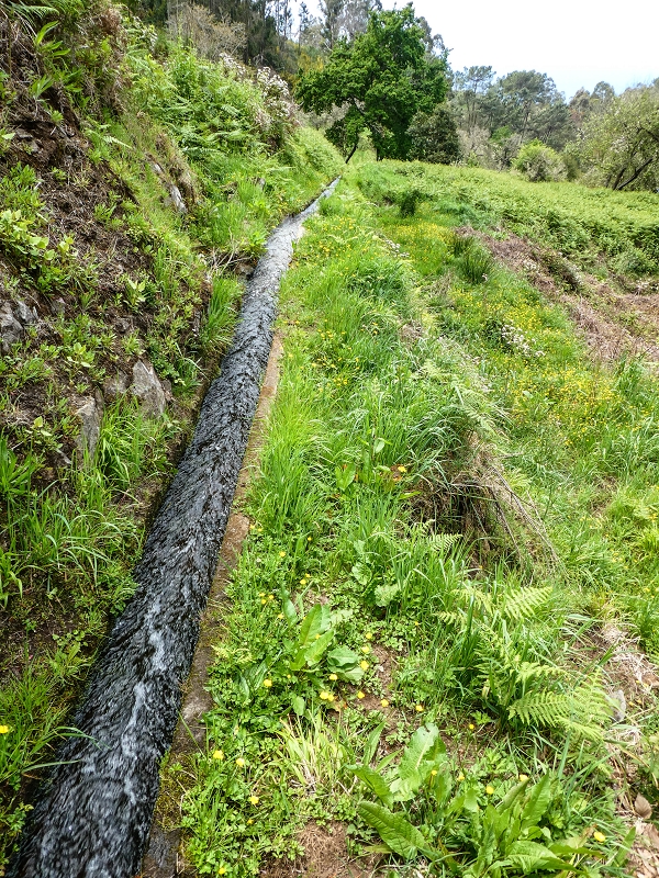 9 May 2019 Walk along the varied Levada Velha das Canhas — Back the same way — photo 17