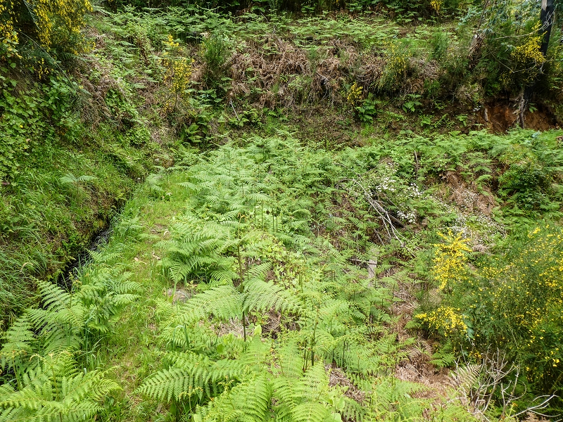 9 May 2019 Walk along the varied Levada Velha das Canhas — Back the same way — photo 19