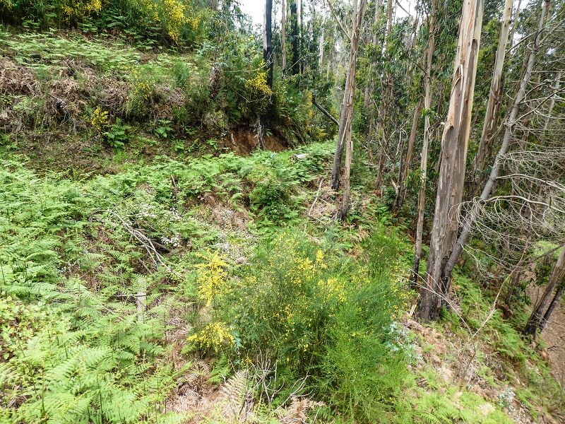 9 May 2019 Walk along the varied Levada Velha das Canhas — Back the same way — photo 20