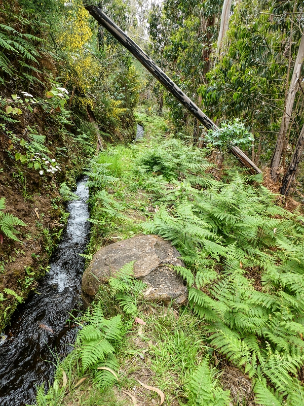 9 May 2019 Walk along the varied Levada Velha das Canhas — Back the same way — photo 21