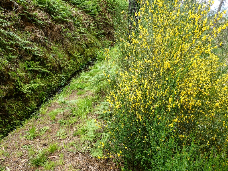 9 May 2019 Walk along the varied Levada Velha das Canhas — Back the same way — photo 22