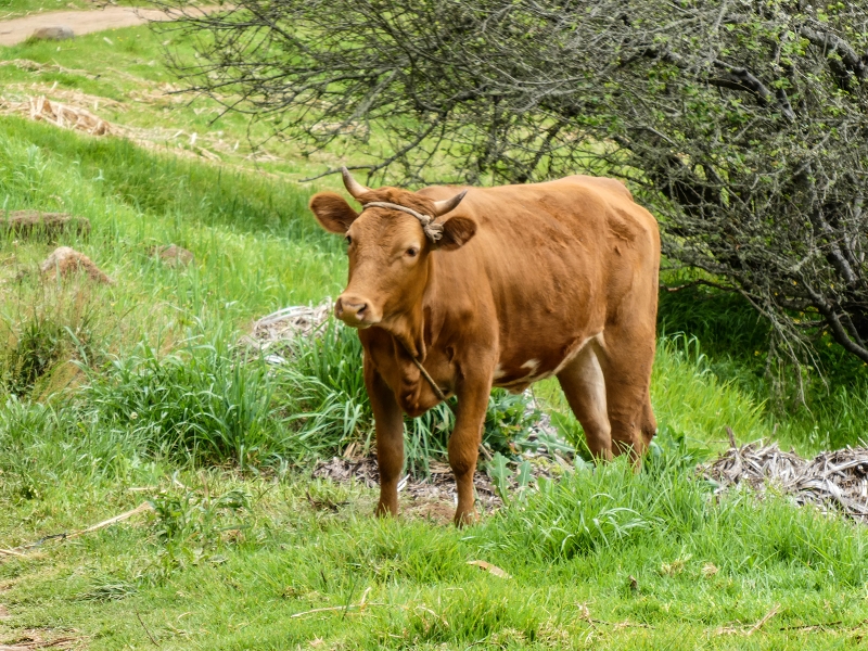 9 May 2019 Walk along the varied Levada Velha das Canhas — Back the same way — photo 27