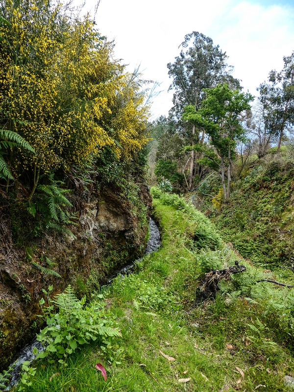 9 May 2019 Walk along the varied Levada Velha das Canhas — Back the same way — photo 30