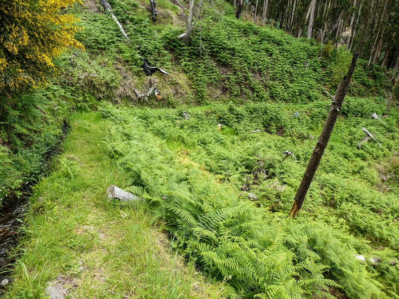 9 May 2019 Walk along the varied Levada Velha das Canhas — Back the same way — photo 31
