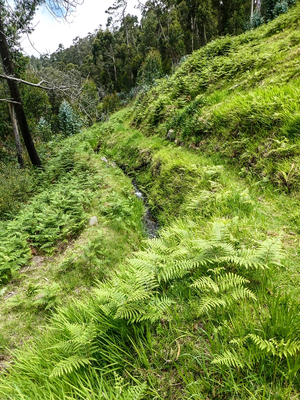 9 May 2019 Walk along the varied Levada Velha das Canhas — Back the same way — photo 35