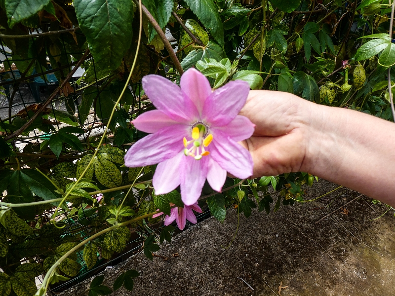 9 May 2019 Walk along the varied Levada Velha das Canhas — From here on the Levada Nova dos Canhas — photo 9