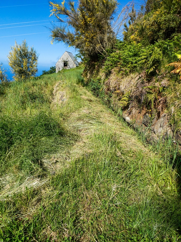 9 May 2019 Walk along the varied Levada Velha das Canhas — Meadow section, partly impassable — photo 1