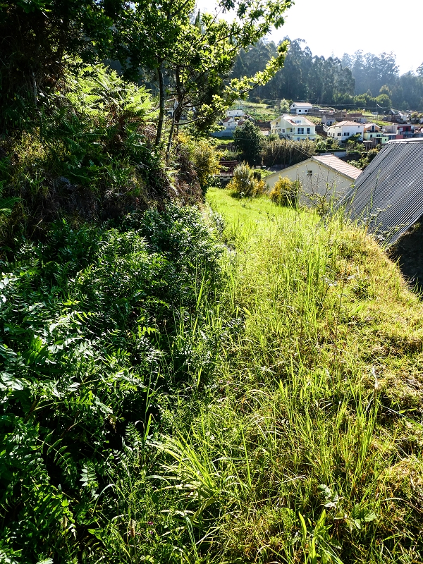 9 May 2019 Walk along the varied Levada Velha das Canhas — Meadow section, partly impassable — photo 3