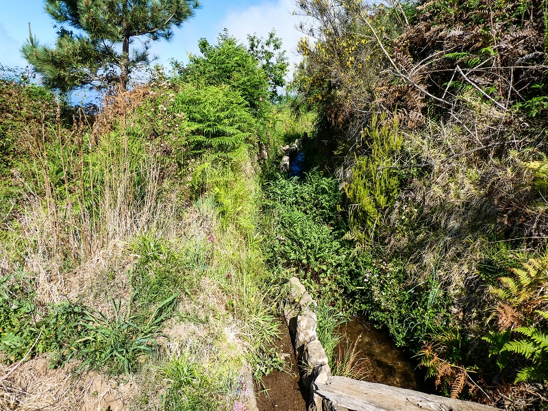 9 May 2019 Walk along the varied Levada Velha das Canhas — Meadow section, partly impassable — photo 4