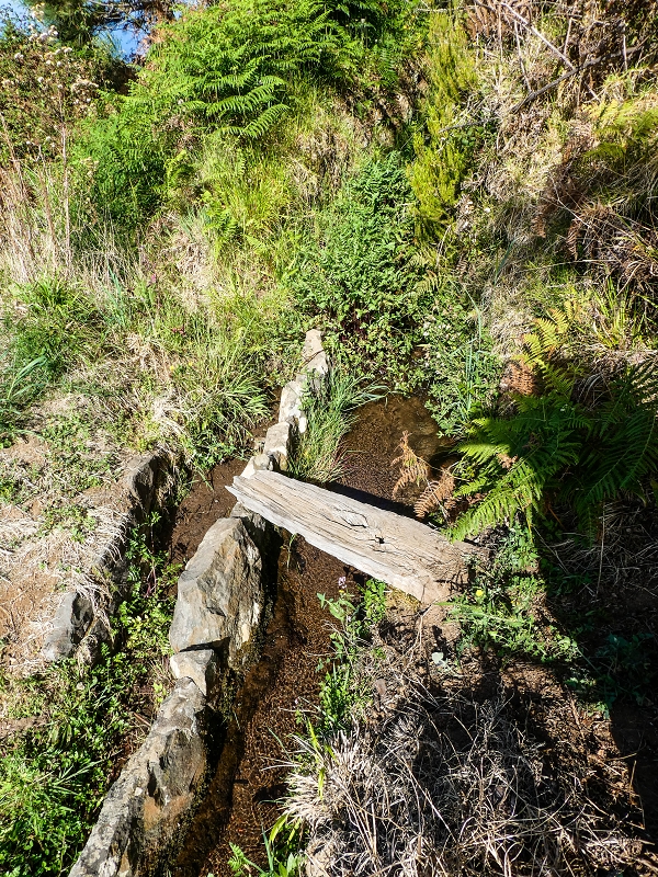 9 May 2019 Walk along the varied Levada Velha das Canhas — Meadow section, partly impassable — photo 5