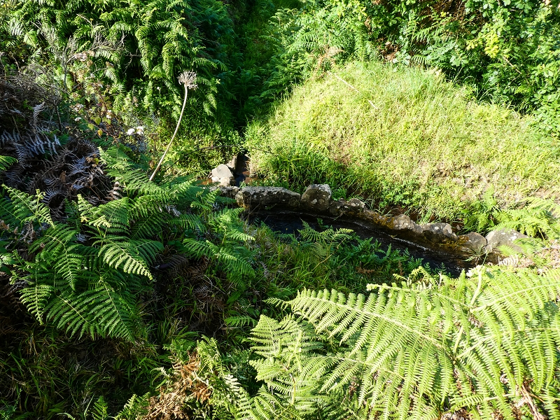 9 May 2019 Walk along the varied Levada Velha das Canhas — Meadow section, partly impassable — photo 6