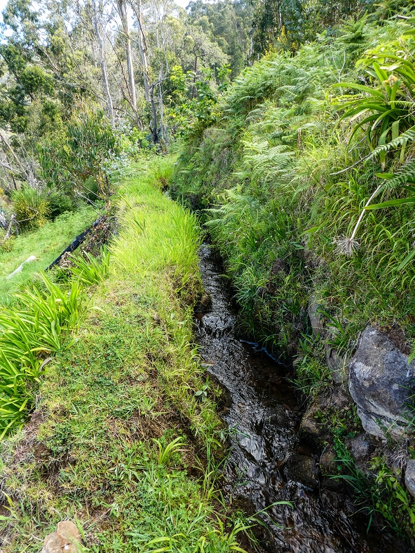 9 May 2019 Walk along the varied Levada Velha das Canhas — Start of the fine levada section, levada divider, side path running a little higher — photo 7