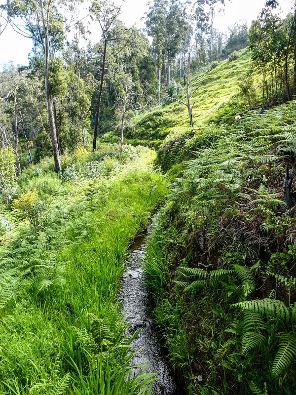 9 May 2019 Walk along the varied Levada Velha das Canhas — Start of the fine levada section, levada divider, side path running a little higher — photo 9
