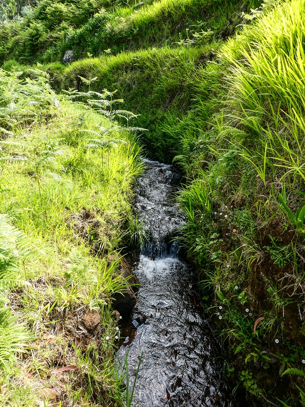 9 May 2019 Walk along the varied Levada Velha das Canhas — Start of the fine levada section, levada divider, side path running a little higher — photo 10