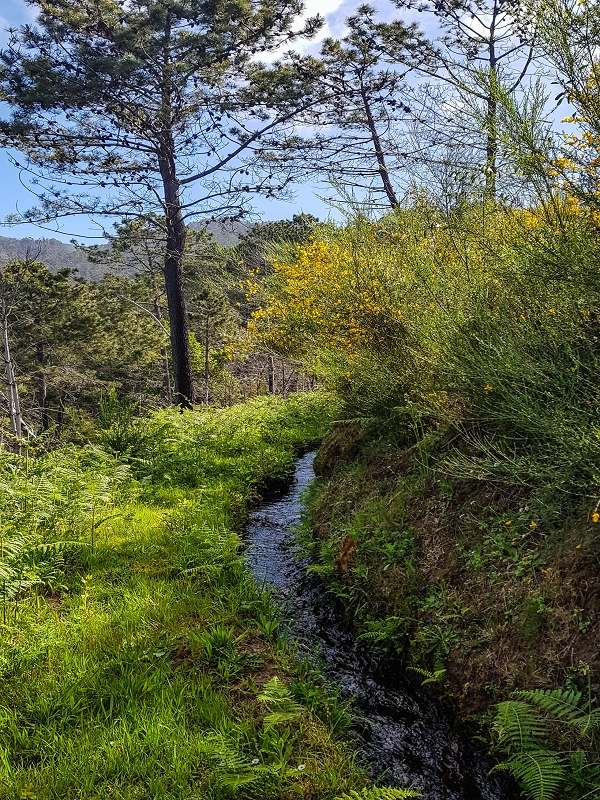 9 May 2019 Walk along the varied Levada Velha das Canhas — Start of the fine levada section, levada divider, side path running a little higher — photo 12