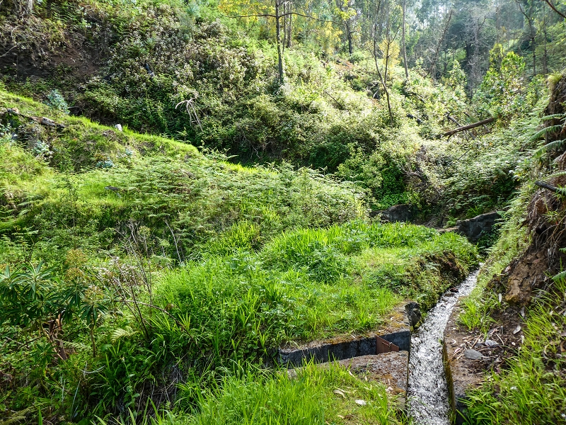 9 May 2019 Walk along the varied Levada Velha das Canhas — On through the wood and finally up to the concrete track — photo 1