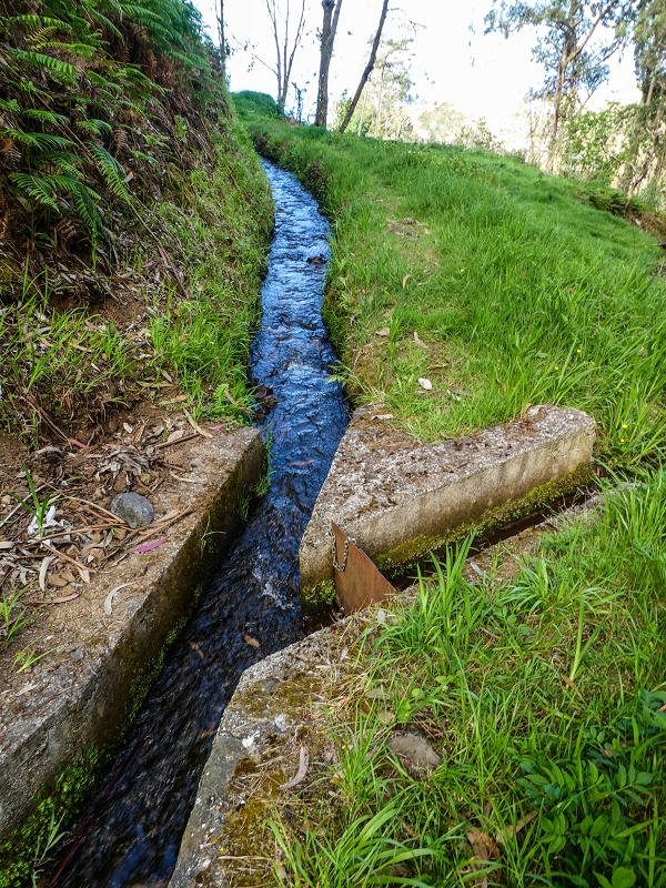 9 May 2019 Walk along the varied Levada Velha das Canhas — On through the wood and finally up to the concrete track — photo 3