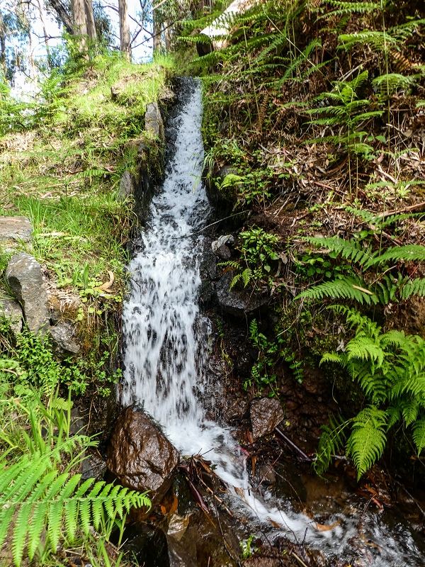 9 May 2019 Walk along the varied Levada Velha das Canhas — On through the wood and finally up to the concrete track — photo 4