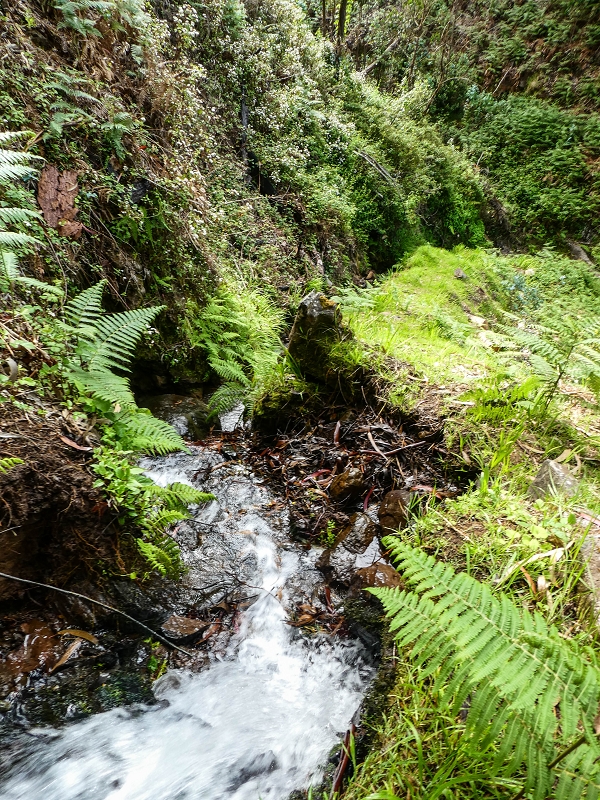 9 May 2019 Walk along the varied Levada Velha das Canhas — On through the wood and finally up to the concrete track — photo 5
