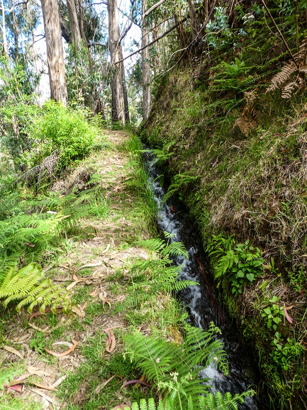 9 May 2019 Walk along the varied Levada Velha das Canhas — On through the wood and finally up to the concrete track — photo 6