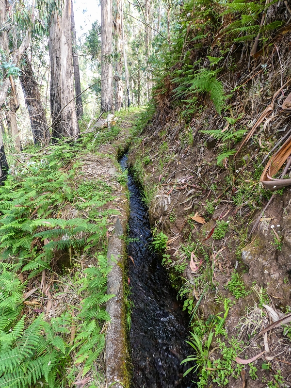 9 May 2019 Walk along the varied Levada Velha das Canhas — On through the wood and finally up to the concrete track — photo 7