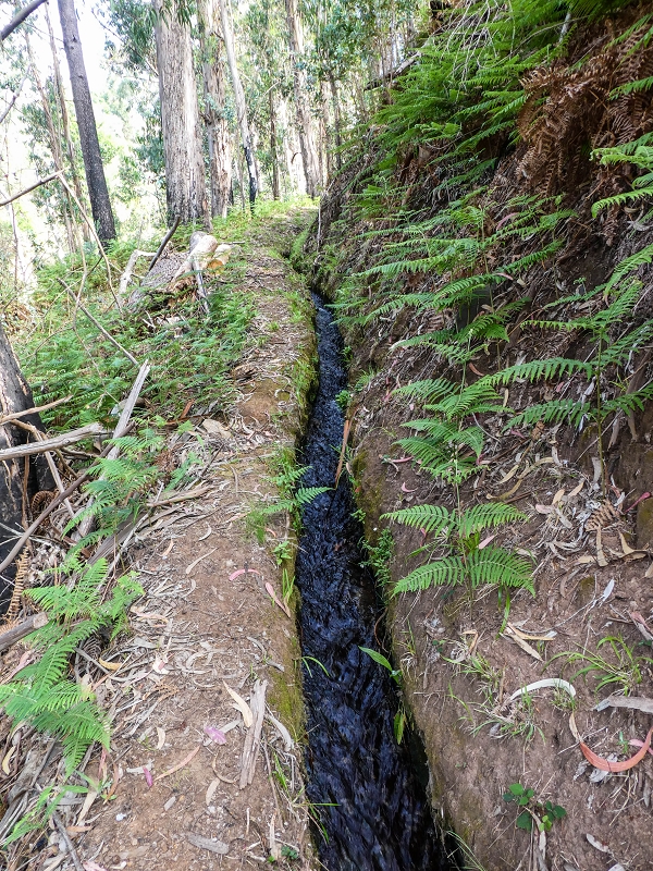 9 May 2019 Walk along the varied Levada Velha das Canhas — On through the wood and finally up to the concrete track — photo 8