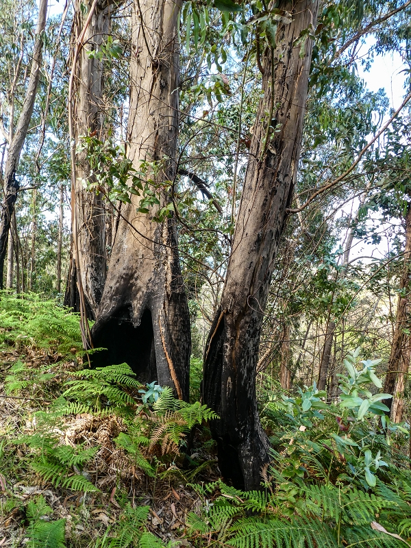 9 May 2019 Walk along the varied Levada Velha das Canhas — On through the wood and finally up to the concrete track — photo 9