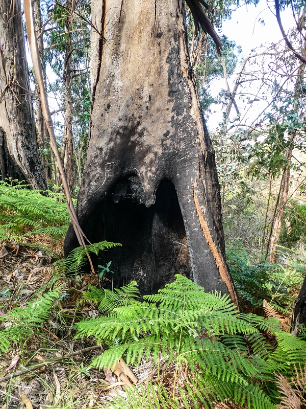 9 May 2019 Walk along the varied Levada Velha das Canhas — On through the wood and finally up to the concrete track — photo 10