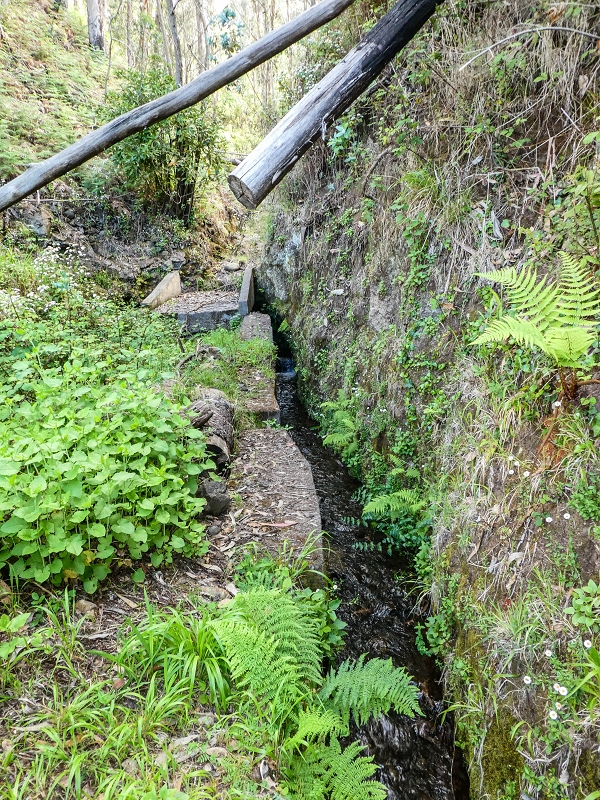 9 May 2019 Walk along the varied Levada Velha das Canhas — On through the wood and finally up to the concrete track — photo 11