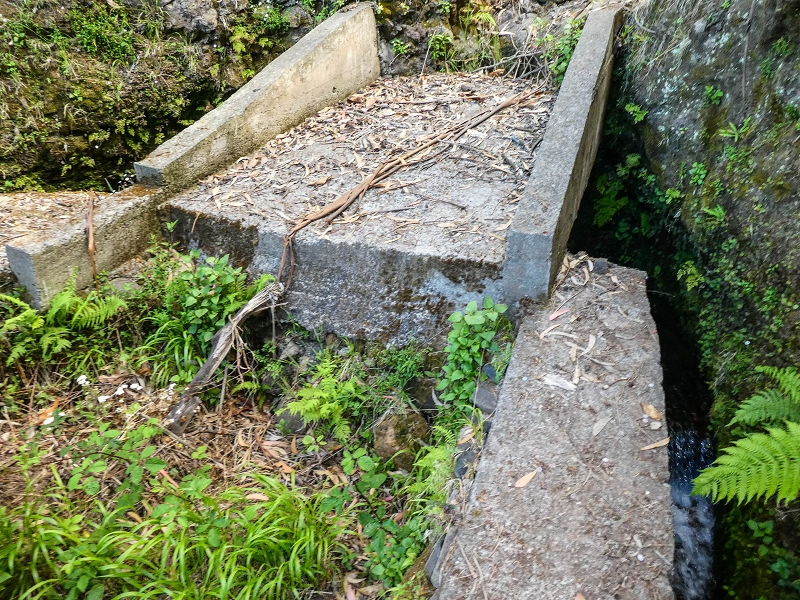 9 May 2019 Walk along the varied Levada Velha das Canhas — On through the wood and finally up to the concrete track — photo 12