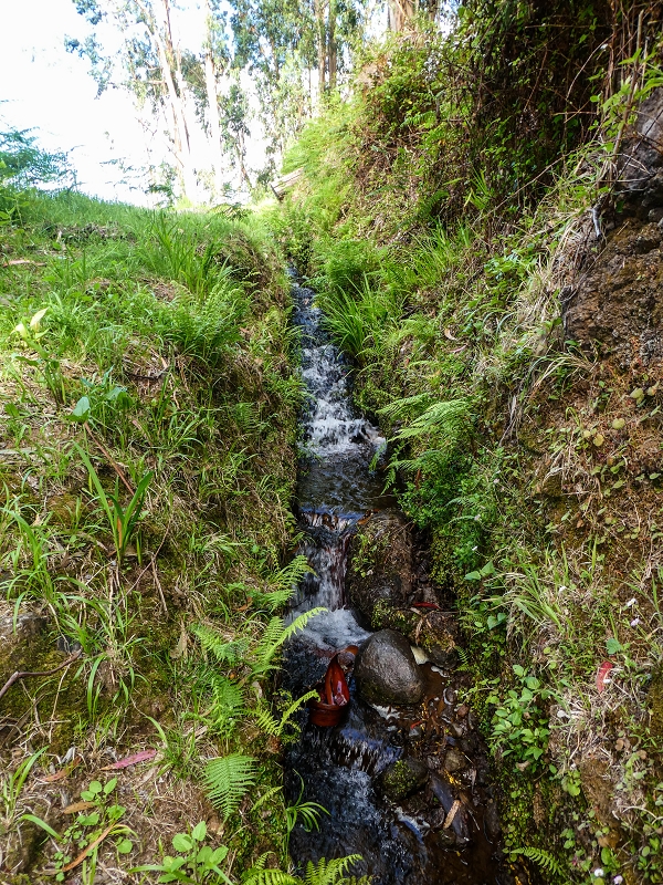 9 May 2019 Walk along the varied Levada Velha das Canhas — On through the wood and finally up to the concrete track — photo 13