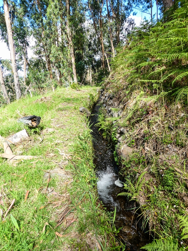 9 May 2019 Walk along the varied Levada Velha das Canhas — On through the wood and finally up to the concrete track — photo 14