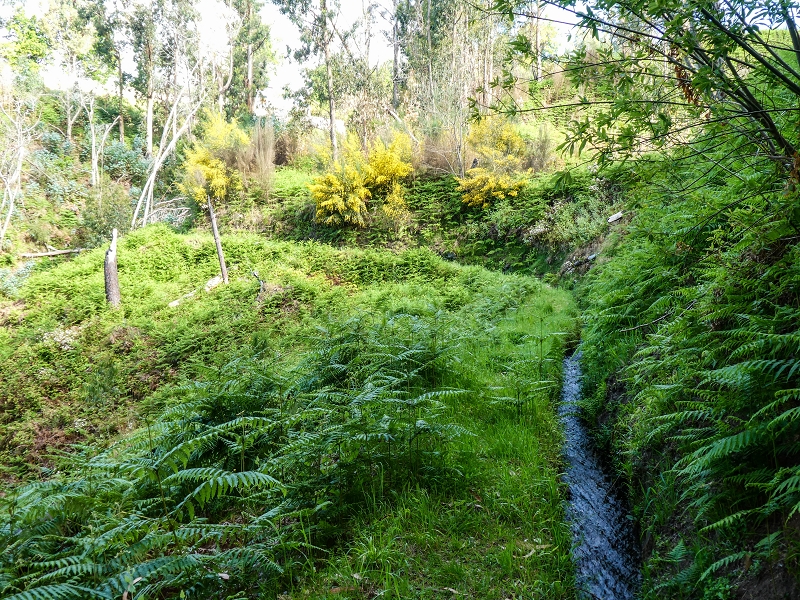 9 May 2019 Walk along the varied Levada Velha das Canhas — On through the wood and finally up to the concrete track — photo 15