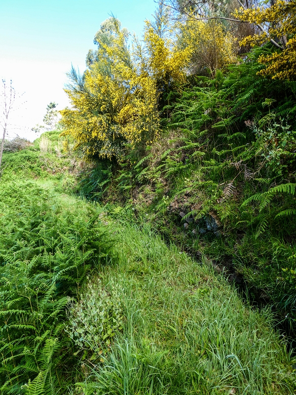 9 May 2019 Walk along the varied Levada Velha das Canhas — On through the wood and finally up to the concrete track — photo 16