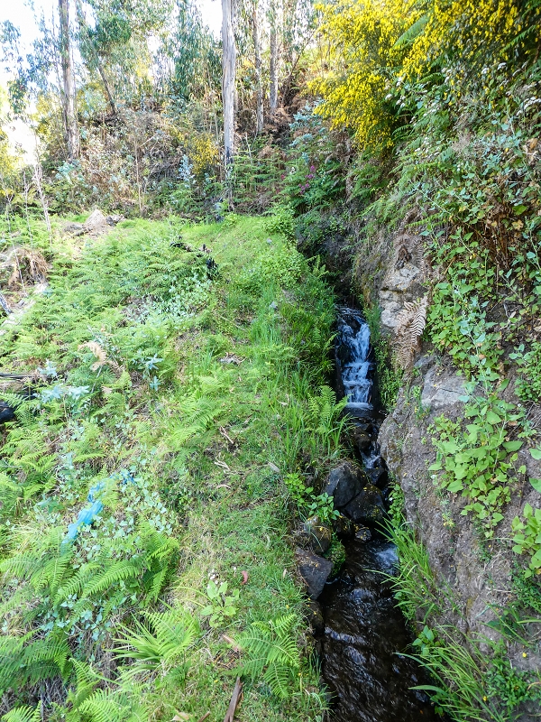 9 May 2019 Walk along the varied Levada Velha das Canhas — On through the wood and finally up to the concrete track — photo 17